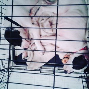 Meet your Posher, Kandis